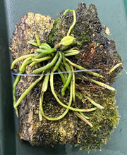 Load image into Gallery viewer, Mount- Chiloschista parishii (Taiwan Strain)  Leafless Orchid -species
