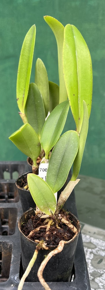Orchid Seedling  50mm Pot Size - Cattleya Tzeng Wen Dragon x Lulu
