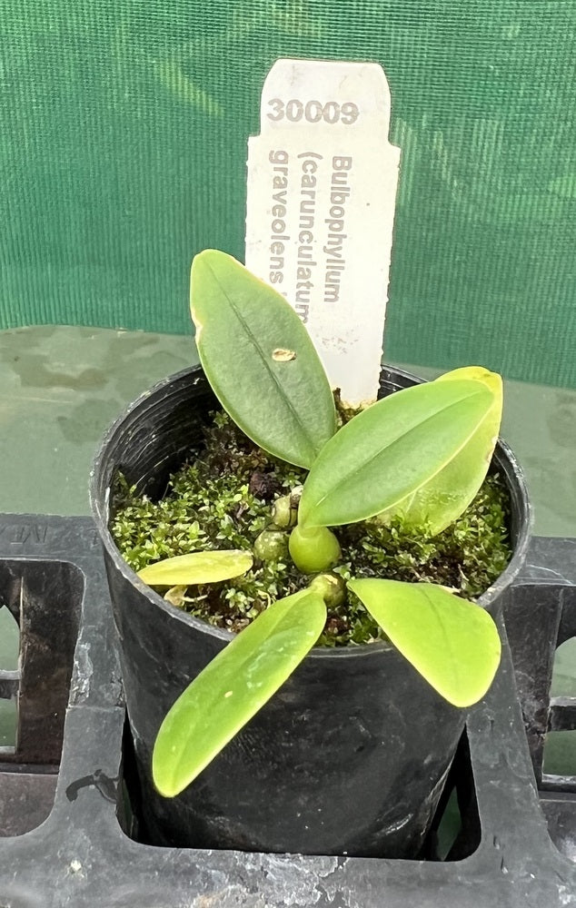 Orchid Seedling 50mm Pot Size - Bulbophyllum (carunculatum x amplebracteum) x graveolens