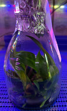 Load image into Gallery viewer, Flask - Phalaenopsis Sogo Shito 'F1941'
