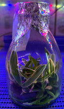 Load image into Gallery viewer, Flask - Phalaenopsis Chia - E Yenlin 'variegted'
