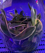 Load image into Gallery viewer, Flask - Phalaenopsis Chia - E Yenlin 'variegted'
