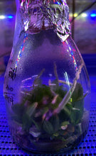 Load image into Gallery viewer, Flask - Phalaenopsis Hsinying Little Knight 'Trinitiy
