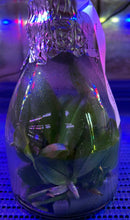 Load image into Gallery viewer, Flask - Phalaenopsis Hsinying Venus 'Grapefruit'
