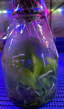 Load image into Gallery viewer, Flask - Phalaenopsis Gene's Summer Violet (blue) x sib
