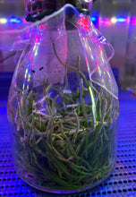 Load image into Gallery viewer, Flask - Chiloschista viridiflava  (Leaf Less Orchid) - Species
