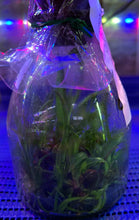 Load image into Gallery viewer, Flask - Cattleya purpurata sanguinea flamea x Circle of Life
