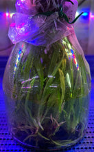 Load image into Gallery viewer, Flask - Cattleya Golden Peacock
