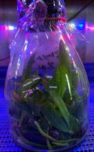 Load image into Gallery viewer, Flask - Phalaenopsis Sedirea japonica
