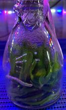 Load image into Gallery viewer, Flask - Phalaenopsis Lian Her Coral 'Trinity'
