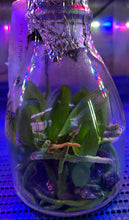 Load image into Gallery viewer, Flask - Phalaenopsis Lian Her Coral 'Trinity'
