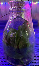 Load image into Gallery viewer, Flask - Phalaenopsis Natasha 'Aeiko'
