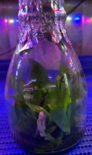 Load image into Gallery viewer, Flask - Phalaenopsis venosa ‘Red’ - Species
