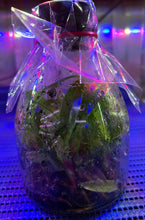 Load image into Gallery viewer, Flask - Paphiopedilum Paph Mukoyama Green x Doya Impulse - Slipper Orchid
