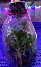 Load image into Gallery viewer, Flask - Paphiopedilum Paph Doya Red Rose x sib - Slipper Orchid
