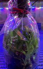 Load image into Gallery viewer, Flask - Paphiopedilum Paph Doya Red Rose x sib - Slipper Orchid
