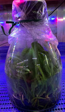 Load image into Gallery viewer, Flask - Cattleya Rlc Dick Smith 'Paradise'
