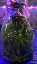 Load image into Gallery viewer, Flask - Cattleya Newberry Lava Burst
