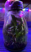 Load image into Gallery viewer, Flask - Cattleya Chien Ya Dawn 'Eagle of Desert'
