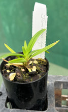 Load image into Gallery viewer, Orchid Seedling 50mm Pot size  Jumellea confusa  species
