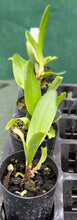 Load image into Gallery viewer, Orchid Seedling  50mm Pot Size - Cattleya Village Chief Rose
