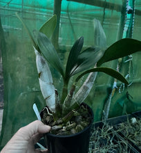 Load image into Gallery viewer, Orchid 125mm Pot size - Dendrobium speciosum grandiflorum 'Will's Gold' x 'Dave's Moon Gold' '- King Orchid- - Australian Native
