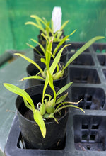 Load image into Gallery viewer, Orchid 50mm Pot Size - Oncidium Twinkle 'oro'
