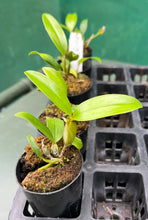 Load image into Gallery viewer, Orchid Seedling 50mm Pot Size - Dendrobium griffithianum - Species
