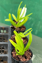 Load image into Gallery viewer, Orchid Seedling 50mm Pot size - Vanda bensonii species
