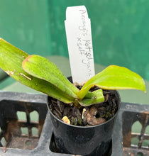 Load image into Gallery viewer, Orchid Seedling 50mm Pot size - Aerangis kotschyana x self  species
