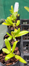 Load image into Gallery viewer, Orchid Seedling 50mm Pot Size - Bulbophyllum lepidum - Species
