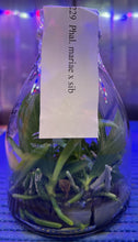 Load image into Gallery viewer, Flask - Phalaenopsis mariae x sib - Species
