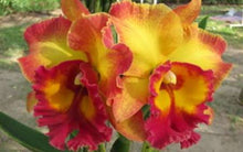 Load image into Gallery viewer, Orchid Seedling  50mm Pot Size - Cattleya Chomthong Fancy
