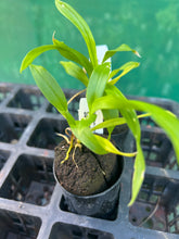 Load image into Gallery viewer, Orchid 50mm Pot Size - Oncidium Saint Dawn Gold
