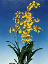 Load image into Gallery viewer, Orchid 50mm Pot Size - Oncidium Saint Dawn Gold
