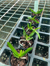 Load image into Gallery viewer, Orchid Seedling 50mm Pot size - Aerides quinquevulvera species
