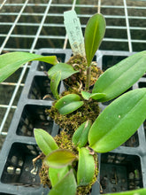 Load image into Gallery viewer, Orchid Seedling  50mm Pot Size - Cattleya Thongsupan Gold
