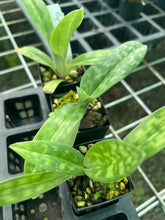 Load image into Gallery viewer, Orchid Seedling 50mm Pot Size - Paphiopedilum Impulse x Hsinying Leopard
