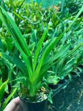 Load image into Gallery viewer, Flowering Size Plant - Oncidium Tsiku Marguerite 'Pink Fantasy'
