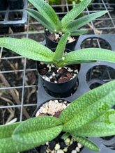 Load image into Gallery viewer, Flowering Size Orchid - Paphiopedilum thaianum x Doya Impulse

