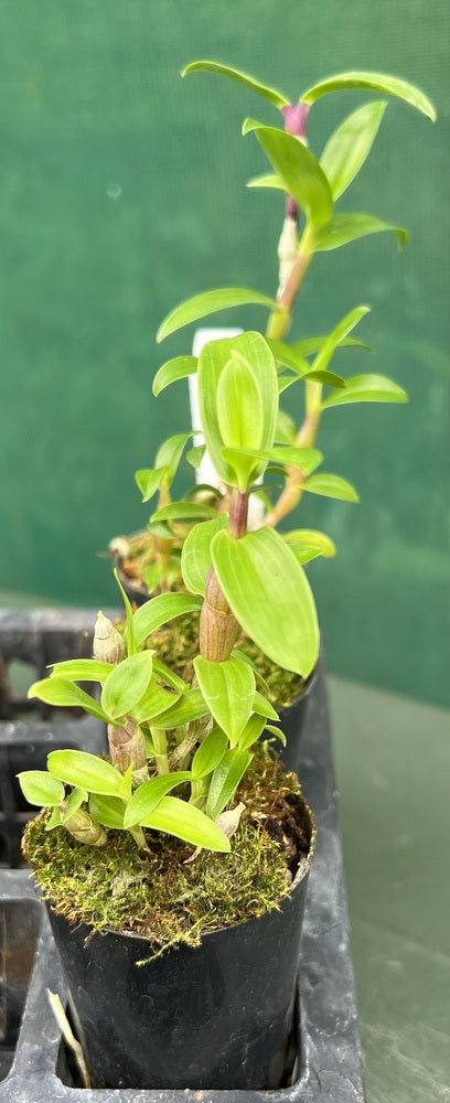 Orchid Seedling 50mm Pot Size - Dendrobium usitae - Species