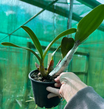 Load image into Gallery viewer, Orchid 125mm Pot size - Dendrobium speciosum curvicaule daylight moon x palmerston mist edward '  - King Orchid- - Australian Native
