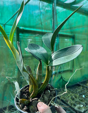 Load image into Gallery viewer, Orchid 125mm Pot size - Dendrobium speciosum jacqueline x curvicaule 'Daylight Moon' - king Orchid- - Australian Native
