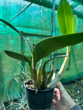 Load image into Gallery viewer, Orchid 125mm Pot size - Dendrobium speciosum jacqueline x curvicaule 'Daylight Moon' - king Orchid- - Australian Native
