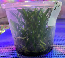 Load image into Gallery viewer, Flask - Dendrobium Nobile Tdaros Angel Emperor Soft Cane
