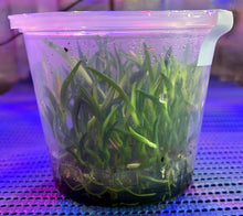 Load image into Gallery viewer, Flask - Dendrobium Nobile Purple Peony Soft Cane
