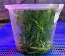 Load image into Gallery viewer, Flask - Dendrobium Nobile Green Apple Soft Cane
