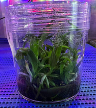 Load image into Gallery viewer, Flask - Cattleya ((Rlc Nanhai Chaffinch x Taiwan City) x Shiang Chuen Blackberries) x Budai King
