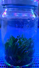 Load image into Gallery viewer, Flask - Bulbophyllum hirundinis - Species
