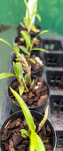 Load image into Gallery viewer, Orchid Seedling 50mm Pot Size - Dendrobium crystallinium - Species
